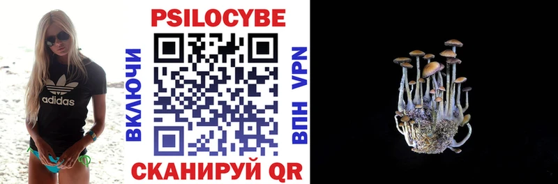дарк нет как зайти  Пошехонье  Псилоцибиновые грибы Psilocybe 